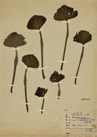 藏品(臺灣菱)的圖片